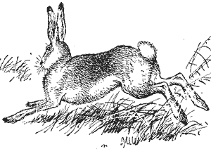 Заяц-русак