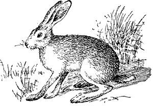 Заяц-талай, или песчанник