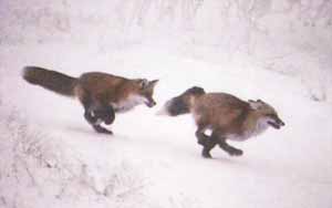 Лисицы по снегу