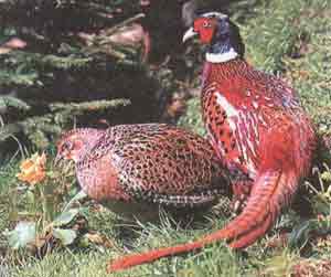 Самец и самка фазана